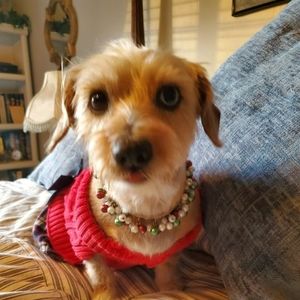 Meet your Posher, Dennis